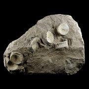 10.2" Otodus Obliquus Shark Fossil 6 Vertebrae In Matrix Morocco COA & Stand