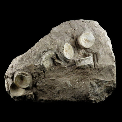 10.2" Otodus Obliquus Shark Fossil 6 Vertebrae In Matrix Morocco COA & Stand - Fossil Age Minerals