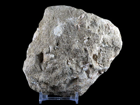 2.4" XL Saber Toothed Herring Fossil Fang Tooth Enchodus Libycus Cretaceous Age - Fossil Age Minerals