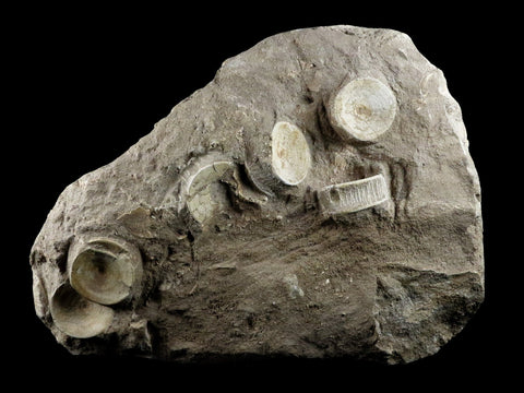 10.2" Otodus Obliquus Shark Fossil 6 Vertebrae In Matrix Morocco COA & Stand - Fossil Age Minerals