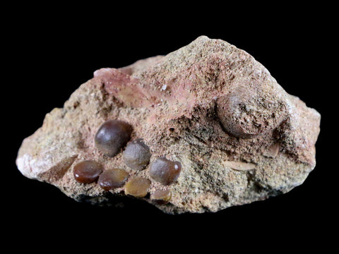 0.8" Bony Fish Fossil Phacodus Punctatus Ray Finned Jaw Teeth In Matrix Morocco - Fossil Age Minerals