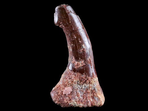 2.2" Sawfish Fossil Tooth Barb Onchopristis Numidus Cretaceous Dinosaur Era COA - Fossil Age Minerals
