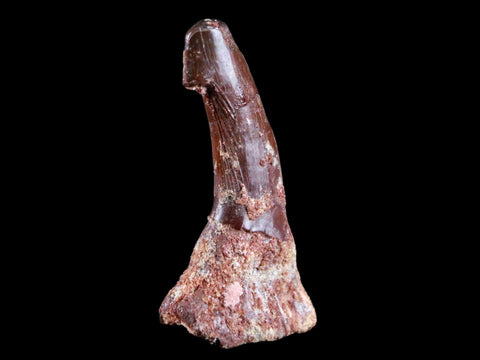 2.2" Sawfish Fossil Tooth Barb Onchopristis Numidus Cretaceous Dinosaur Era COA - Fossil Age Minerals