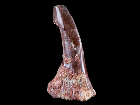 2.2" Sawfish Fossil Tooth Barb Onchopristis Numidus Cretaceous Dinosaur Era COA - Fossil Age Minerals