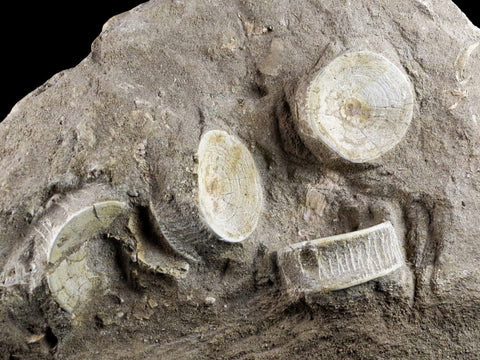 10.2" Otodus Obliquus Shark Fossil 6 Vertebrae In Matrix Morocco COA & Stand - Fossil Age Minerals