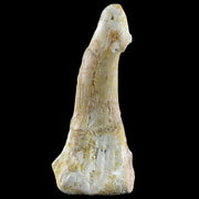 2.5" Sawfish Fossil Tooth Barb Onchopristis Numidus Cretaceous Dinosaur Era COA