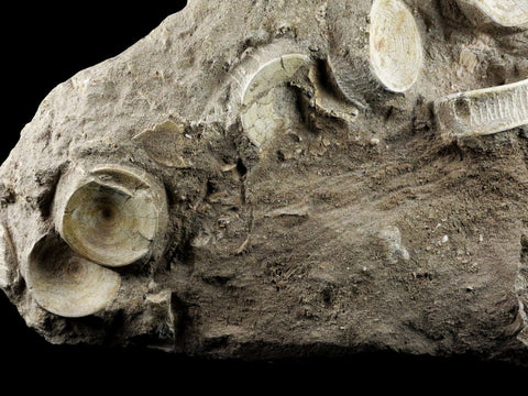 10.2" Otodus Obliquus Shark Fossil 6 Vertebrae In Matrix Morocco COA & Stand - Fossil Age Minerals