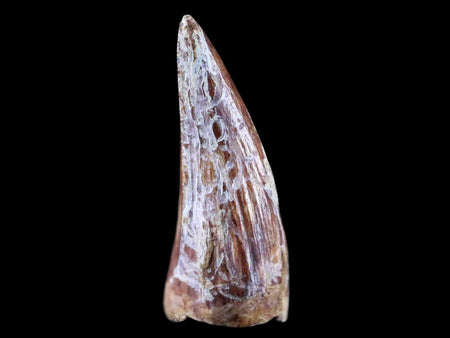 0.8" Phytosaur Fossil Tooth Triassic Age Archosaur Redonda FM NM COA & Display