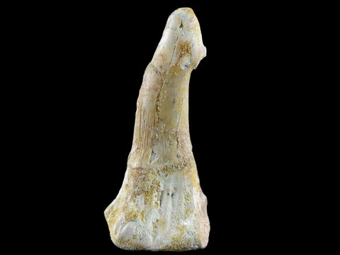 2.5" Sawfish Fossil Tooth Barb Onchopristis Numidus Cretaceous Dinosaur Era COA - Fossil Age Minerals