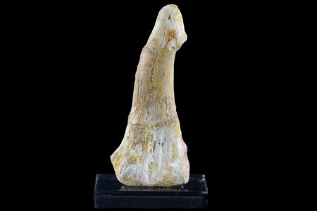 2.5" Sawfish Fossil Tooth Barb Onchopristis Numidus Cretaceous Dinosaur Era COA