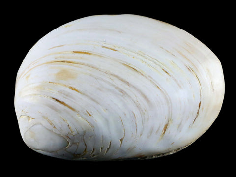 3" Clam Fossil Polished Jurassic Madagascar Bivalve Mollusk 150 Million Years Old - Fossil Age Minerals