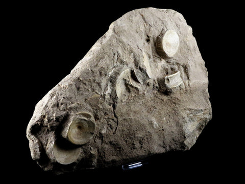 10.2" Otodus Obliquus Shark Fossil 6 Vertebrae In Matrix Morocco COA & Stand - Fossil Age Minerals