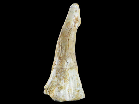 2.5" Sawfish Fossil Tooth Barb Onchopristis Numidus Cretaceous Dinosaur Era COA - Fossil Age Minerals