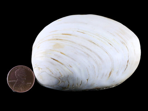 3" Clam Fossil Polished Jurassic Madagascar Bivalve Mollusk 150 Million Years Old - Fossil Age Minerals