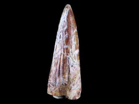 0.8" Phytosaur Fossil Tooth Triassic Age Archosaur Redonda FM NM COA & Display - Fossil Age Minerals