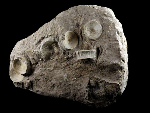 10.2" Otodus Obliquus Shark Fossil 6 Vertebrae In Matrix Morocco COA & Stand - Fossil Age Minerals