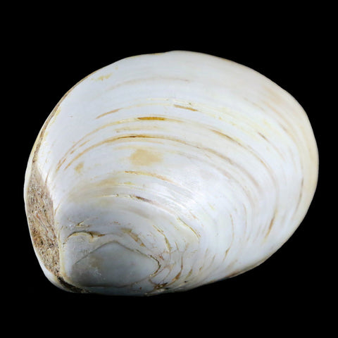 3" Clam Fossil Polished Jurassic Madagascar Bivalve Mollusk 150 Million Years Old - Fossil Age Minerals