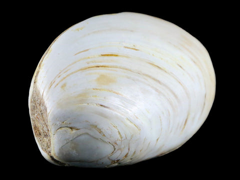 3" Clam Fossil Polished Jurassic Madagascar Bivalve Mollusk 150 Million Years Old - Fossil Age Minerals