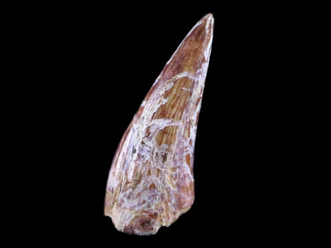 0.8" Phytosaur Fossil Tooth Triassic Age Archosaur Redonda FM NM COA & Display - Fossil Age Minerals