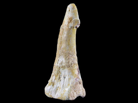 2.5" Sawfish Fossil Tooth Barb Onchopristis Numidus Cretaceous Dinosaur Era COA - Fossil Age Minerals