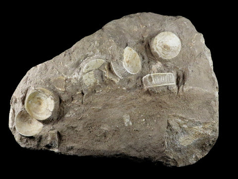 10.2" Otodus Obliquus Shark Fossil 6 Vertebrae In Matrix Morocco COA & Stand - Fossil Age Minerals