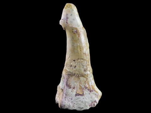 2.5" Sawfish Fossil Tooth Barb Onchopristis Numidus Cretaceous Dinosaur Era COA - Fossil Age Minerals