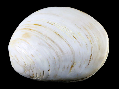 3" Clam Fossil Polished Jurassic Madagascar Bivalve Mollusk 150 Million Years Old - Fossil Age Minerals