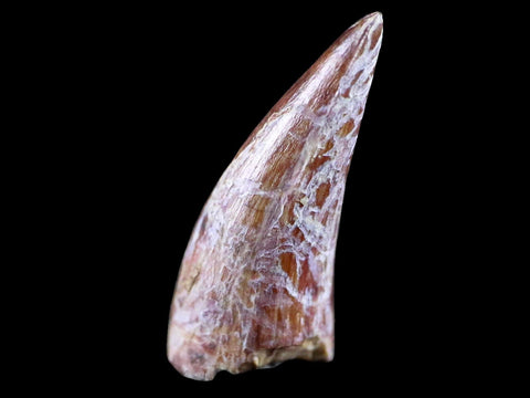 0.8" Phytosaur Fossil Tooth Triassic Age Archosaur Redonda FM NM COA & Display - Fossil Age Minerals