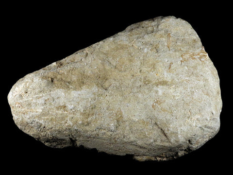 10.2" Otodus Obliquus Shark Fossil 6 Vertebrae In Matrix Morocco COA & Stand - Fossil Age Minerals