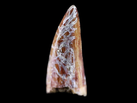 0.8" Phytosaur Fossil Tooth Triassic Age Archosaur Redonda FM NM COA & Display - Fossil Age Minerals