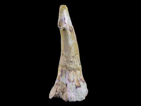 2.5" Sawfish Fossil Tooth Barb Onchopristis Numidus Cretaceous Dinosaur Era COA - Fossil Age Minerals