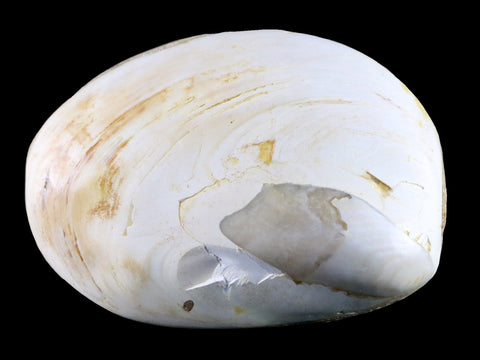 3" Clam Fossil Polished Jurassic Madagascar Bivalve Mollusk 150 Million Years Old - Fossil Age Minerals