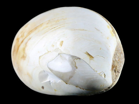 3" Clam Fossil Polished Jurassic Madagascar Bivalve Mollusk 150 Million Years Old - Fossil Age Minerals