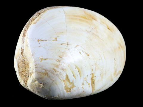 3.2" Clam Fossil Polished Jurassic Madagascar Bivalve Mollusk 150 Million Years Old - Fossil Age Minerals