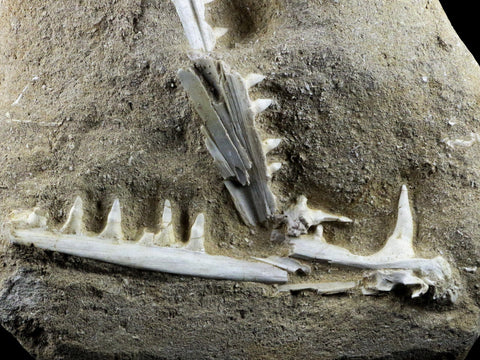XL Saber Toothed Herring Fish Fossil Jaw Matrix In Enchodus Libycus Cretaceous COA 8.2 Inches Long - Fossil Age Minerals