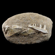 XL Saber Toothed Herring Fish Fossil Jaw Matrix In Enchodus Libycus Cretaceous COA 7.5 Inches Long