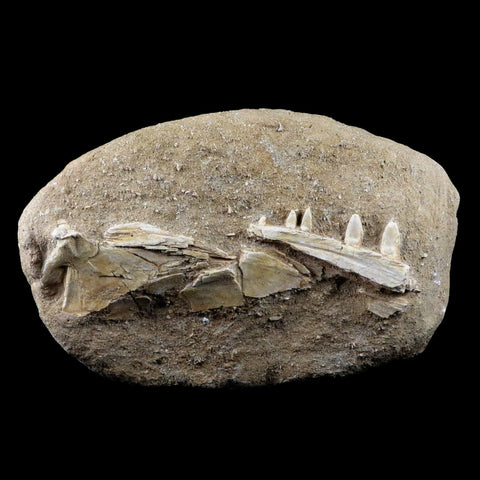 XL Saber Toothed Herring Fish Fossil Jaw Matrix In Enchodus Libycus Cretaceous COA 7.5 Inches Long - Fossil Age Minerals