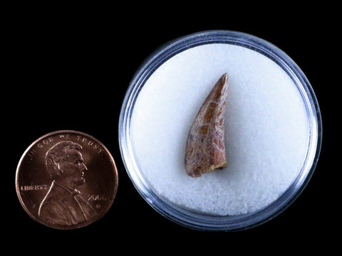 0.8" Phytosaur Fossil Tooth Triassic Age Archosaur Redonda FM NM COA & Display - Fossil Age Minerals