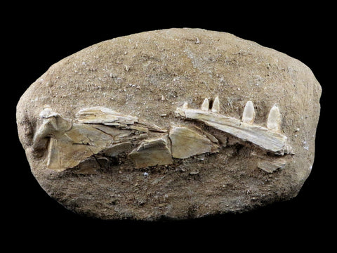 XL Saber Toothed Herring Fish Fossil Jaw Matrix In Enchodus Libycus Cretaceous COA 7.5 Inches Long - Fossil Age Minerals