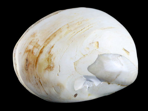3" Clam Fossil Polished Jurassic Madagascar Bivalve Mollusk 150 Million Years Old - Fossil Age Minerals