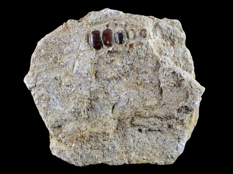 0.8" Bony Fish Fossil Phacodus Punctatus Ray Finned Jaw Teeth In Matrix Morocco - Fossil Age Minerals