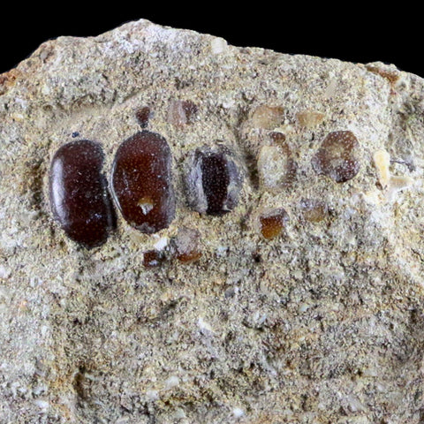 0.8" Bony Fish Fossil Phacodus Punctatus Ray Finned Jaw Teeth In Matrix Morocco - Fossil Age Minerals