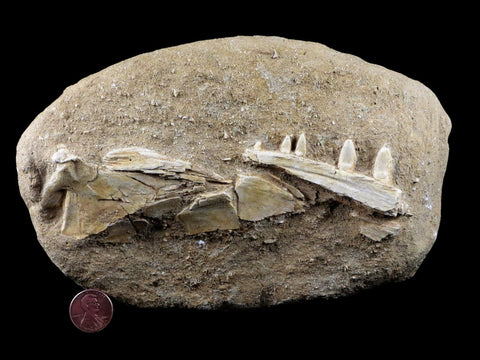 XL Saber Toothed Herring Fish Fossil Jaw Matrix In Enchodus Libycus Cretaceous COA - Fossil Age Minerals
