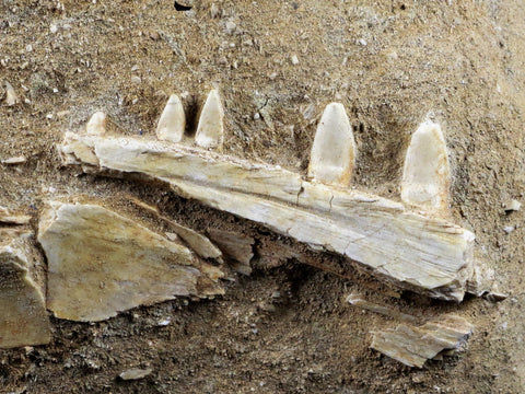 XL Saber Toothed Herring Fish Fossil Jaw Matrix In Enchodus Libycus Cretaceous COA 7.5 Inches Long - Fossil Age Minerals
