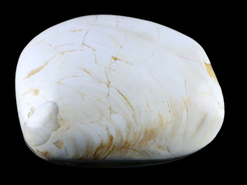 2.9" Clam Fossil Polished Jurassic Madagascar Bivalve Mollusk 150 Million Years Old - Fossil Age Minerals