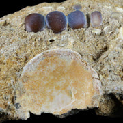 Bony Fish Fossil Phacodus Punctatus Ray Finned Jaw Teeth In Matrix Vertebrae