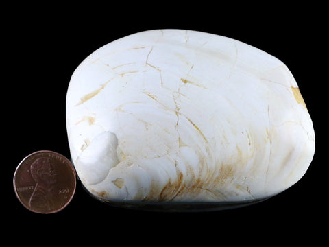 2.9" Clam Fossil Polished Jurassic Madagascar Bivalve Mollusk 150 Million Years Old - Fossil Age Minerals