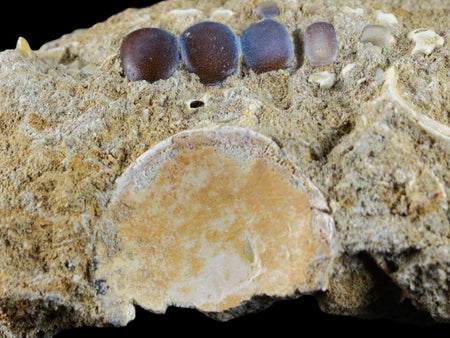Bony Fish Fossil Phacodus Punctatus Ray Finned Jaw Teeth In Matrix Vertebrae