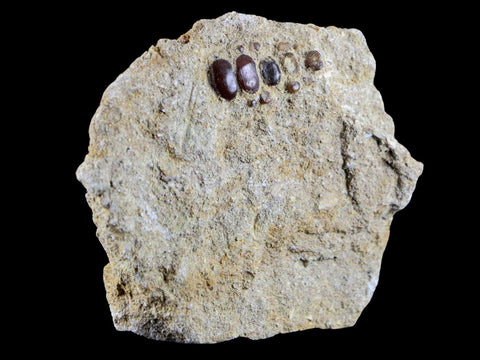 0.8" Bony Fish Fossil Phacodus Punctatus Ray Finned Jaw Teeth In Matrix Morocco - Fossil Age Minerals