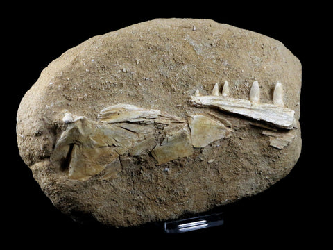 XL Saber Toothed Herring Fish Fossil Jaw Matrix In Enchodus Libycus Cretaceous COA 7.5 Inches Long - Fossil Age Minerals